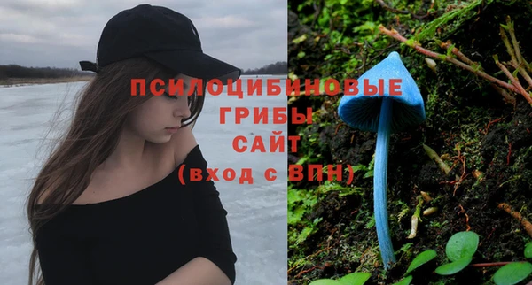 прущие грибы Каменногорск
