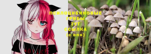 прущие грибы Каменногорск