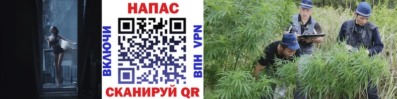 Шишки марихуана конопля  darknet официальный сайт  Долгопрудный 